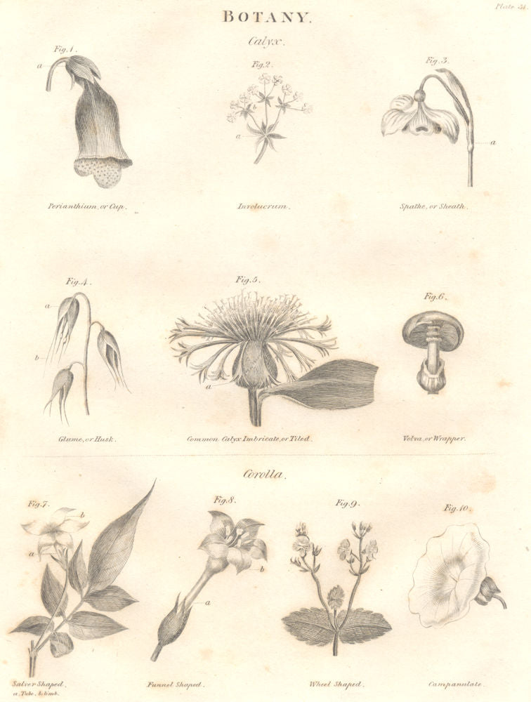 BOTANY.Cup;Involucrum;Sheath;Husk;Volva;Corolla;Salver,Funnel,Wheel Shaped 1830